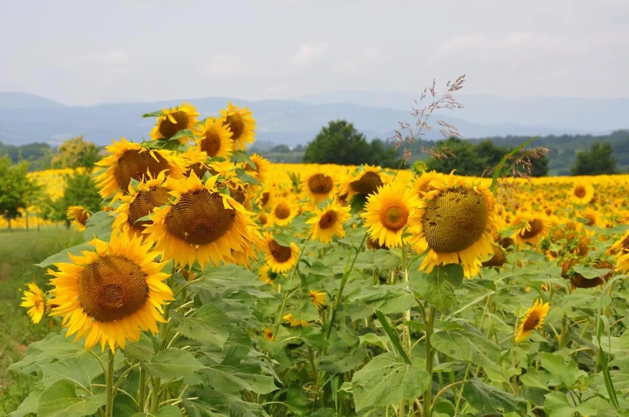 Bed And Breakfast Mugello Vicchio Apartment